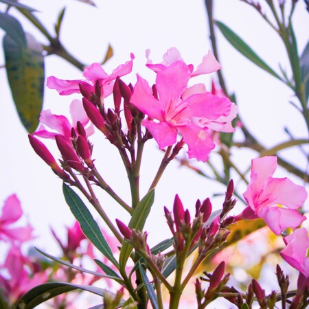 ΠΙΚΡΟΔΑΦΝΗ ΣΧΟΛΕΙΑ ΠΑΙΔΙΑ ΚΙΝΔΥΝΟΣ ΔΗΛΗΤΗΡΙΑΣΗ