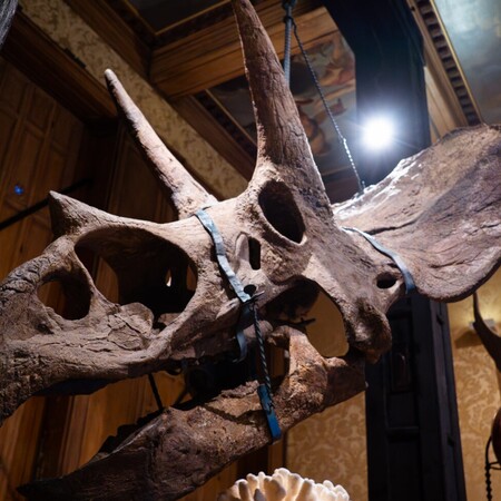 ΑΜΣΤΕΡΝΤΑΝ ΔΕΙΝΟΣΑΥΡΟΙ ΕΚΘΕΣΗ ΤΕΧΝΗ