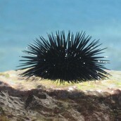 Εχει ο αχινός καρδιά ;