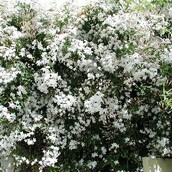 Ο Αύγουστος μυρίζει γιασεμί