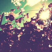 Στην ταράτσα