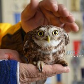 Άργος: Μια τυχερή κουκουβάγια στα χέρια του ανθρώπου που την έσωσε