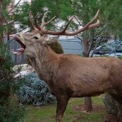 Πάρνηθα: Ελάφι έκανε «βόλτα» σε αυλές σπιτιών στους Θρακομακεδόνες