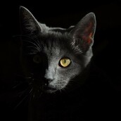 Ελάχιστοι μπορούν να καταλάβουν τις γάτες κι ας είναι τα πιο δημοφιλή κατοικίδια