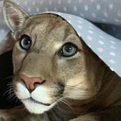 Μέσι: Το πούμα που γλίτωσε την ευθανασία και ζει σε διαμέρισμα σαν καλομαθημένος γάτος