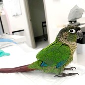 Κτηνίατρος έβαλε σε παπαγάλο προσθετικά φτερά για να πετάξει