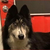 Ένα χάσκι με αστείο βλέμμα ψάχνει την παντοτινή του οικογένεια - Το παράτησαν λόγω των ματιών του