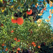 Clementine tree
