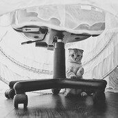 Τι τρώει η γάτα της βέγκαν (3) - Min se pairnei apo cat