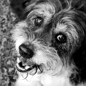 Μέρες χωρίς τα πόδια μου - Το ημερολόγιο ενός σκυλάκου****