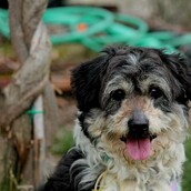 Έτσι ξαφνικά βρεθήκαμε να φροντίζουμε ένα σκυλάκι με δύο πόδια και δύο ρόδες...****