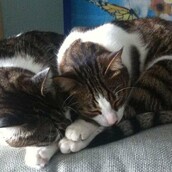 Πώς ονειρευόμουν ένα γατάκι δικό μου