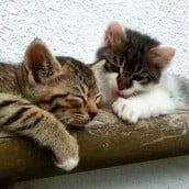 Το μικρό αδέσποτο που έγινε πρίγκιπας του σπιτιού