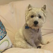 Buddy…ένας λευκός μπελάς