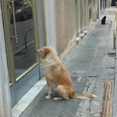 Ένας "Χάτσικο" στο Κουκάκι έχει συγκινήσει όλο το ελληνικό ίντερνετ