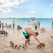 Ένα νησί στις Μπαχάμες όπου κολυμπάς δίπλα σε καθαρά, χαρούμενα γουρούνια