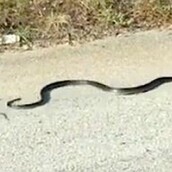 Κι όμως, αυτός ο αρουραίος τα έβαλε με ένα φίδι για να σώσει το μωρό του