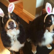 O ένας λατρεύει τις γιορτές, ο άλλος όχι... ΕΣΕΙΣ;