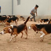 156 σκυλιά που γεννήθηκαν σε εργαστήρι πειραμάτων παίζουν και βλέπουν τον ήλιο για πρώτη φορά