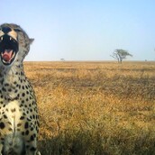 Οι φανταστικές selfies των άγριων ζώων της Τανζανίας