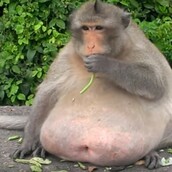 Γνωρίστε τον "Uncle Fat", τον πίθηκο που κινδύνευσε να πεθάνει από το junk food