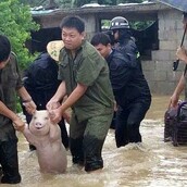 Η φωτογραφία ενός γουρουνιού που «χαμογελάει» την ώρα που σώζεται από πλημμύρες έγινε viral στην Κίνα