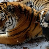 Η σπάνια φιλία του Αμούρ και του Τιμούρ