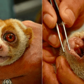 Αφαιρούν τα δόντια από αυτά τα ζωάκια για να φαίνονται ωραιότερα στις selfies των τουριστών