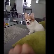 Σ’ αυτό το σκυλί μην κάνετε άσεμνη χειρονομία