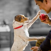 Λέμε ΝΑΙ στην υπεύθυνη υιοθεσία