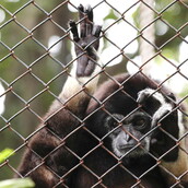 «Αν ήμουν ζώο» - Oι νόμοι που προστατεύουν τα ζώα σε διάφορες χώρες του κόσμου