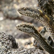 To Planet Earth έκανε πρεμιέρα με ένα κυνήγι που κόβει την ανάσα και αποκαλύπτει πώς τα φίδια μπορούν να γίνουν ακόμη πιο τρομακτικά