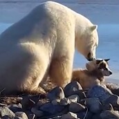Θυμάστε το τρυφερό βίντεο με την πολική αρκούδα και το σκύλο: Η ιστορία τους έχει και μία σκοτεινή πτυχή