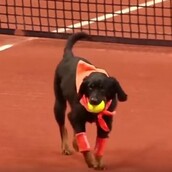 Οι τύποι στο Brazil Open έκαναν κάτι τέλειο με τα αδέσποτα σκυλιά