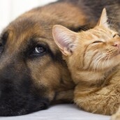 Σκύλοι και γάτες. Τελικά ποιος είναι ο εξυπνότερος; Έρευνα απαντά για πρώτη φορά στο «αιώνιο» ερώτημα