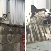 Οι γάτες κατάφεραν και αυτό! Πλέον δεν τις σταματούν ούτε τα καρφιά