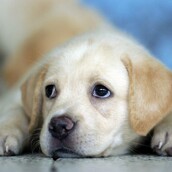 Αυτό το σκυλάκι έχει καλύτερους τρόπους στο τραπέζι από πολλά μέλη της ανθρώπινης φυλής