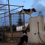 Σκύλος - κομάντο στην Κρήτη παραβιάζει με απίστευτο τρόπο το φράχτη για να παίξει με τη φίλη του!