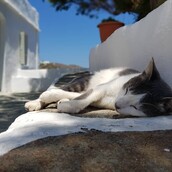 30 νέες φωτογραφίες απ' τα τέλεια ζώα των αναγνωστών μας