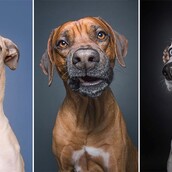 Πόσο έξυπνος είναι ο σκύλος σας; Το τεστ των 5 ασκήσεων