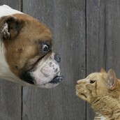 Τελικά οι γάτες ή οι σκύλοι αγαπούν περισσότερο τα αφεντικά τους;