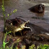 Η θανάσιμη φρενίτιδα των ιπποπόταμων όταν βρίσκουν έναν κροκόδειλο ανάμεσά τους