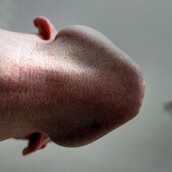 H πιο wtf ιντερνετική πρόκληση για άντρες είναι τρίχες κυριολεκτικά