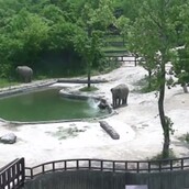 Η στιγμή του πανικού και η διάσωση ενός μικρού ελέφαντα που έπεσε σε λίμνη ζωολογικού κήπου