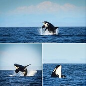 Αυτή η φάλαινα όρκα αποκαλείται «γιαγιά» και πιστεύεται πως είναι η γηραιότερη του είδους της στον κόσμο