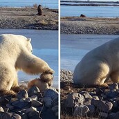 Πολική αρκούδα βρίσκει έναν σκύλο και προτιμά αντί να του επιτεθεί, να τον χαϊδέψει