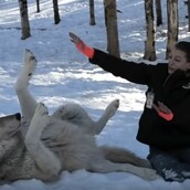 O πελώριος λύκος που λατρεύει την Danielle γίνεται «κουτάβι»