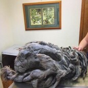 Κι όμως αυτό είναι μια γάτα, που κάποιος εγκατέλειψε σε καταφύγιο ζώων...