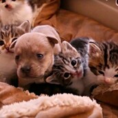 Ένα ορφανό κουτάβι 2 ημερών βρήκε καινούργια οικογένεια με μαμά και αδέλφια γάτες