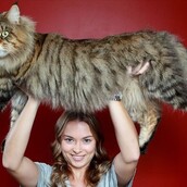 30 γάτες γίγαντες με τρυφερή καρδιά